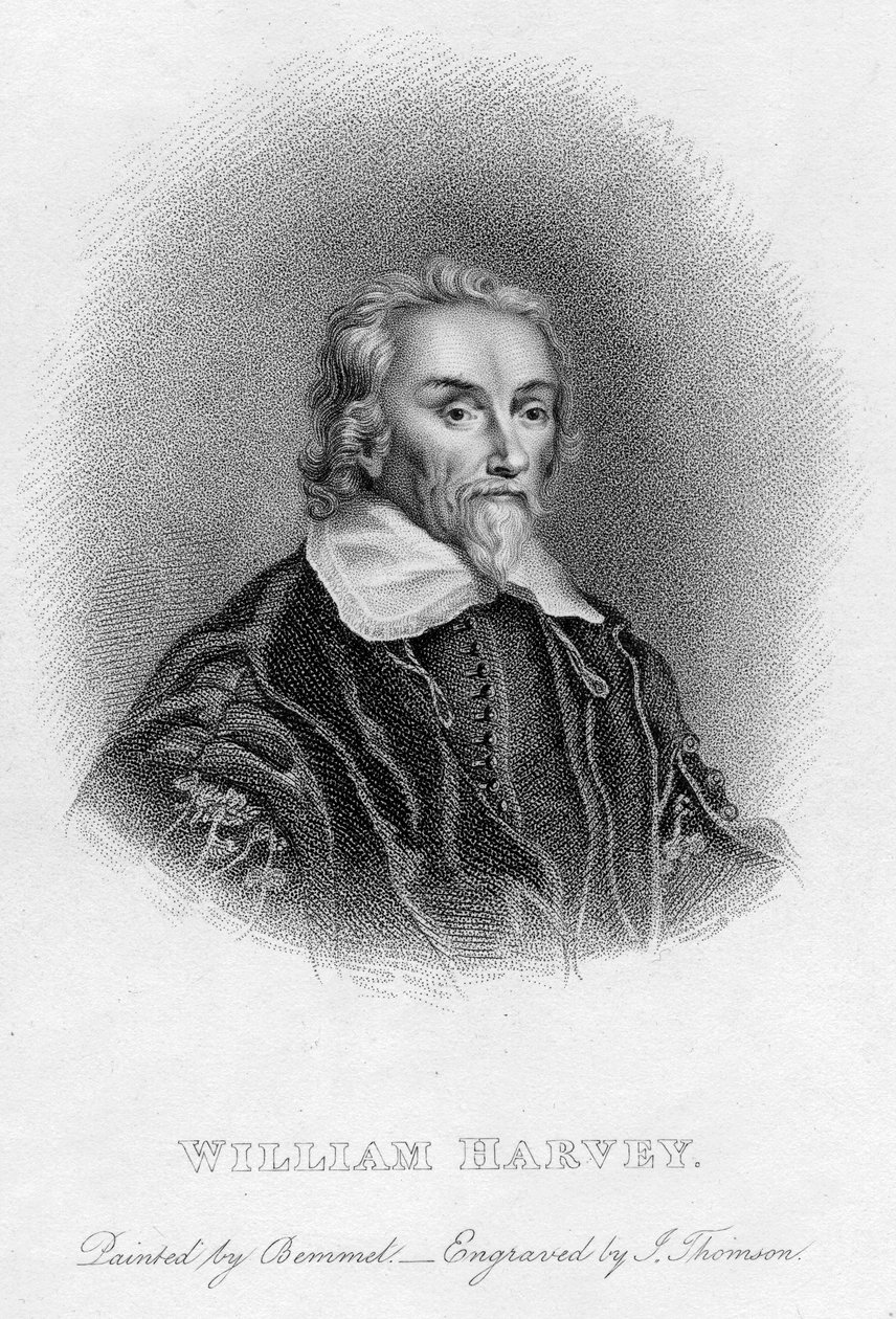 William Harvey 1578-1657, médecin anglais, XVIIe siècle - Unbekannt