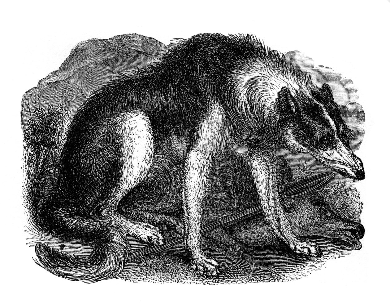 Chien-loup, 1848 - Unbekannt