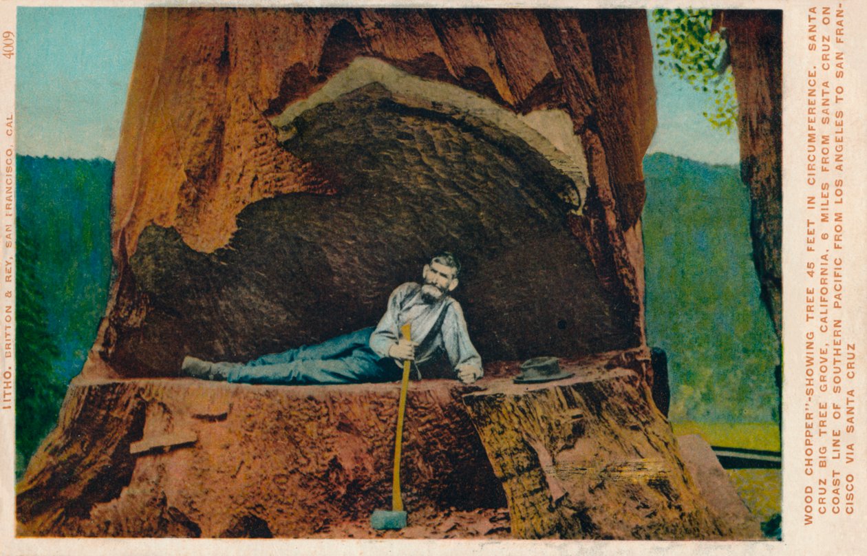 Bûcheron montrant un arbre de 46 pieds de circonférence. Santa Cruz Big Tree Grove, Californie, vers 1909 - Unbekannt