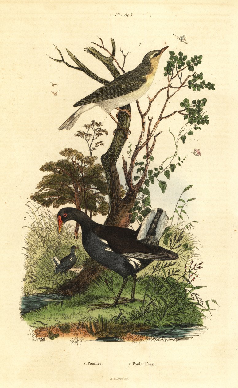 Pouillot siffleur, Phylloscopus sibilatrix, et poule d