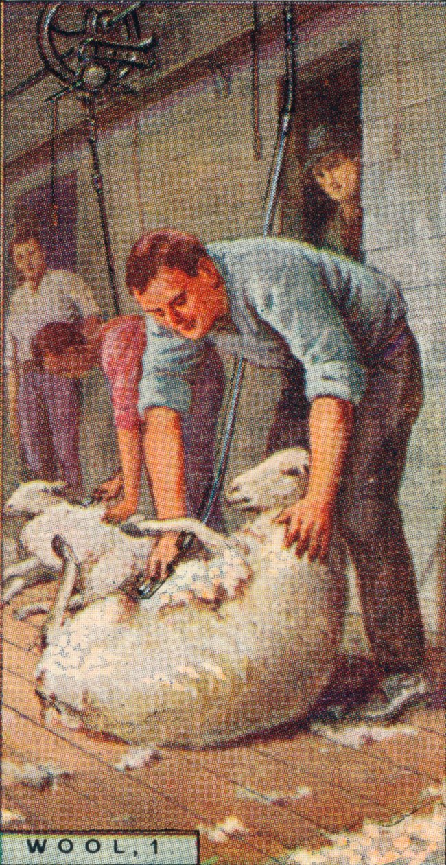 Laine, 1. - Tonte des moutons à la machine, Australie, 1928 - Unbekannt