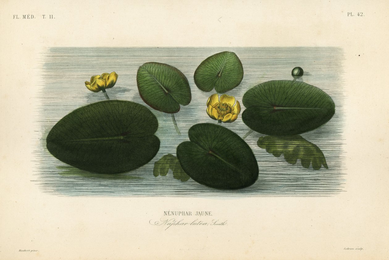 Nénuphar jaune, Nuphar lutea, Nénuphar lutea, Nénuphar jaune - Unbekannt