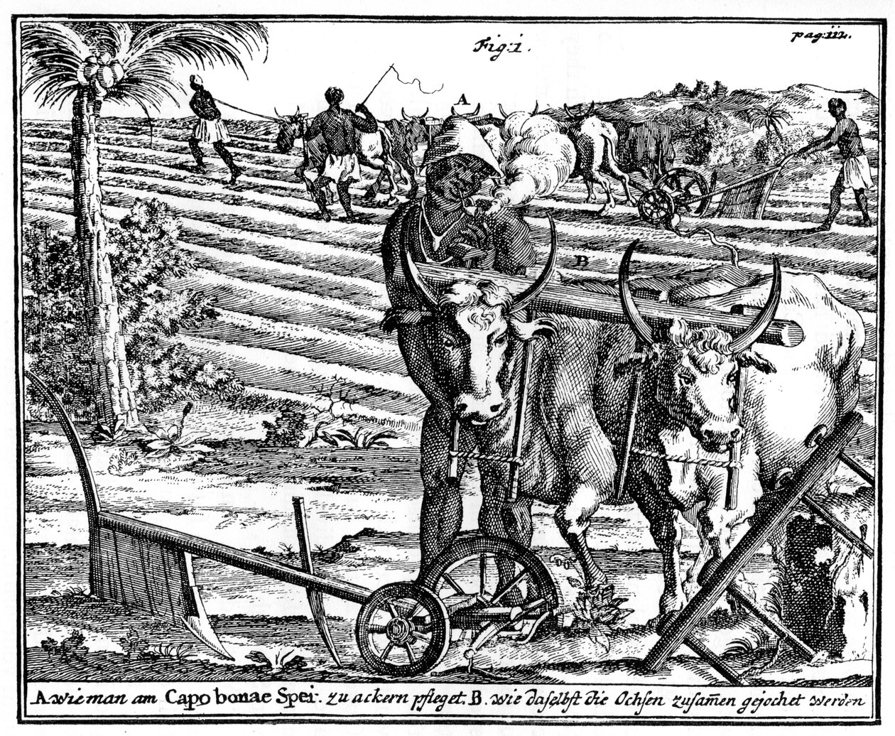 Attelage de bœufs et labourage des champs, Afrique du Sud, XVIIIe siècle, 1931 - Unbekannt
