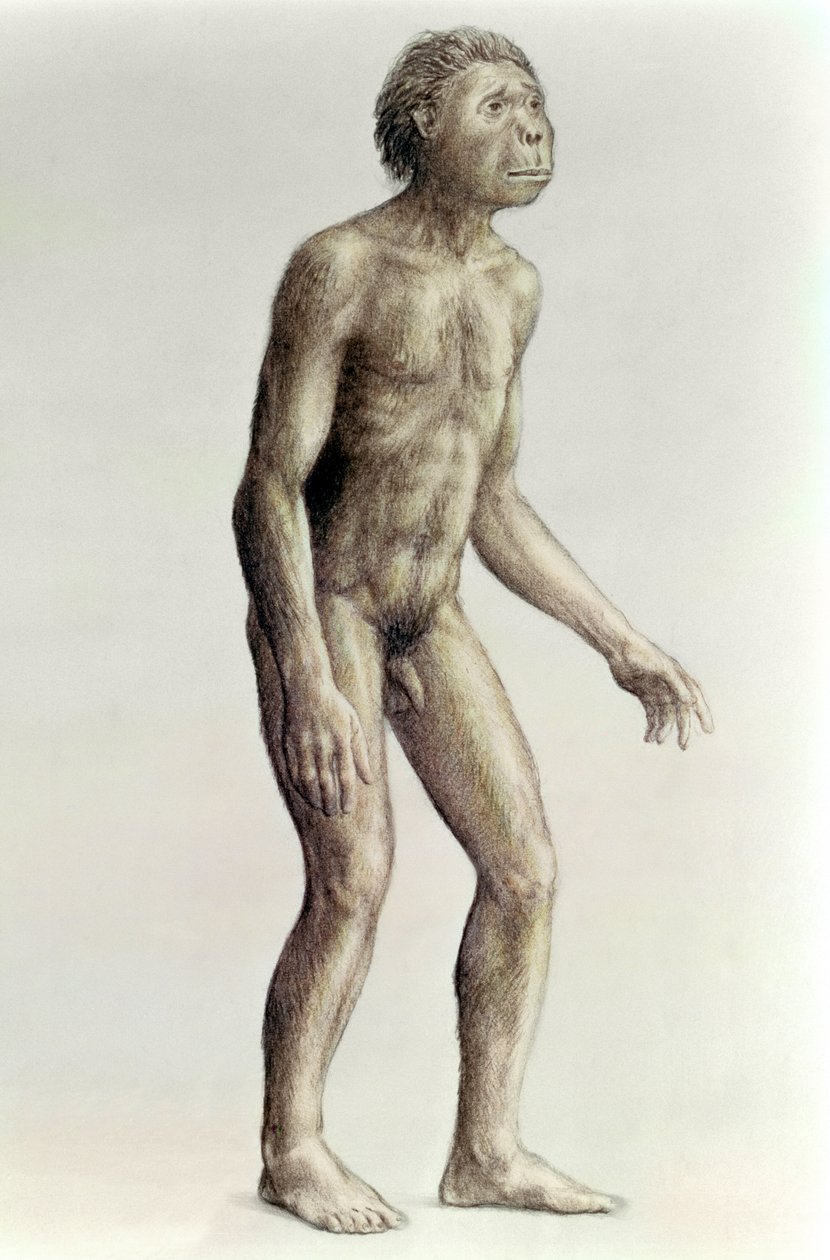 Homo habilis - Unbekannt Unbekannt