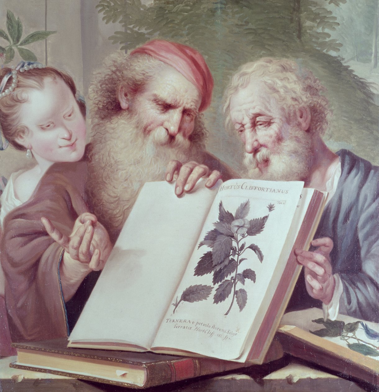Illustration de Hortus Cliffortianus, par Carl Linnaeus (1707-78) publié à Amsterdam 1737-38 - Unbekannt Unbekannt