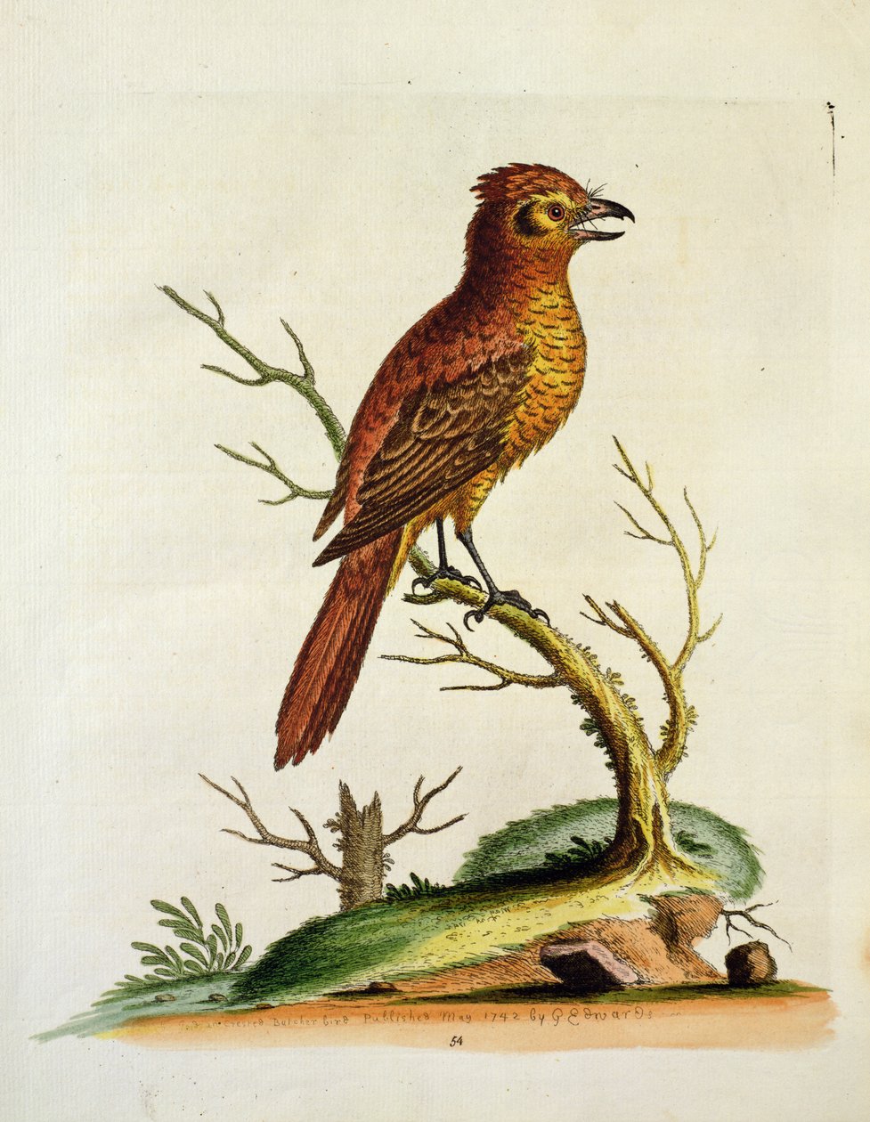 Grand Bulcher à crête indien, publié en mai 1742 par G.E. Inard - Unbekannt Unbekannt