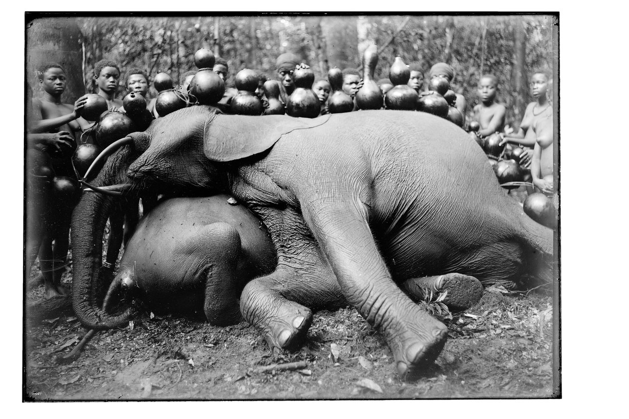 Éléphant, c.1910 - Unbekannt Unbekannt
