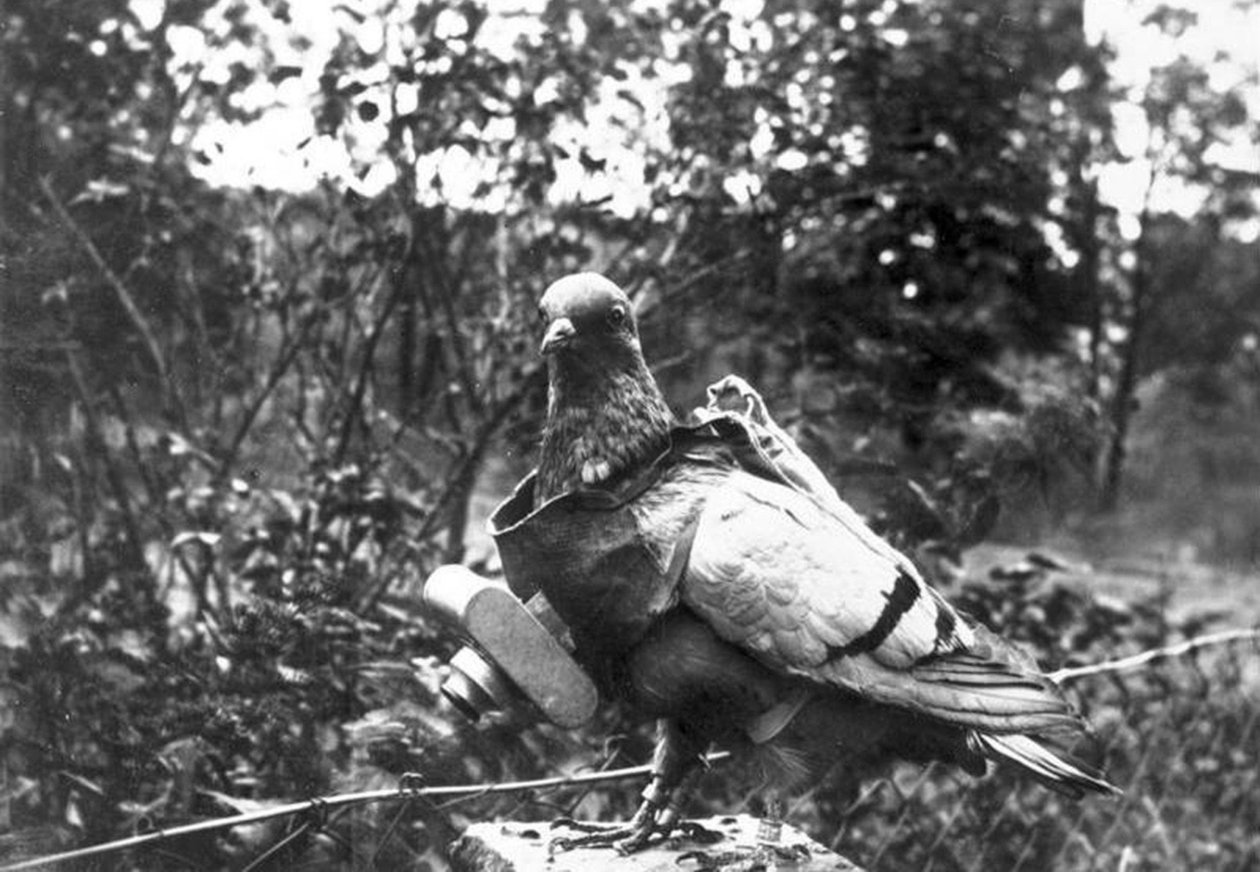 Photographe pigeon - Unbekannt Unbekannt