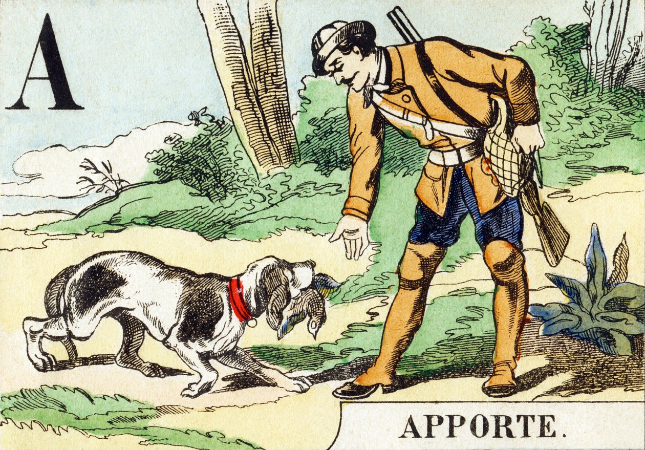 A : Apporte - L