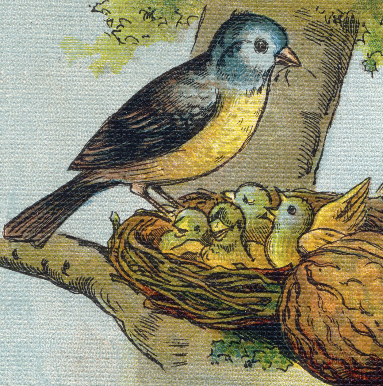 Un oiseau nourrit ses petits dans un nid. Gravure dans "Alphabet de ma petite fille". Bernardin-Béchet et Fils, libraires-éditeurs, Paris, vers 1895. Album incassable sur toile. Bibliothèque des Bébés. - Unbekannt