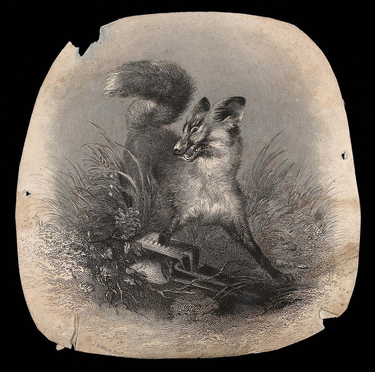 Un renard à l