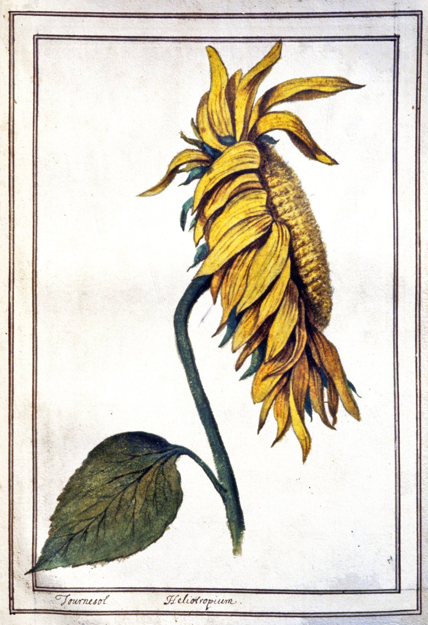 Un tournesol - Unbekannter Künstler