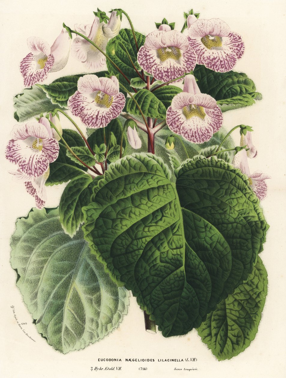 Achimenantha x naegelioides, cultivar lilas (Eucodonia naegelioides lilacinella). Lithographie coloriée à la main de Flowers of the Gardens and Hothouses of Europe de Louis van Houtte et Charles Lemaire, Flore des Serres et des Jardins de l