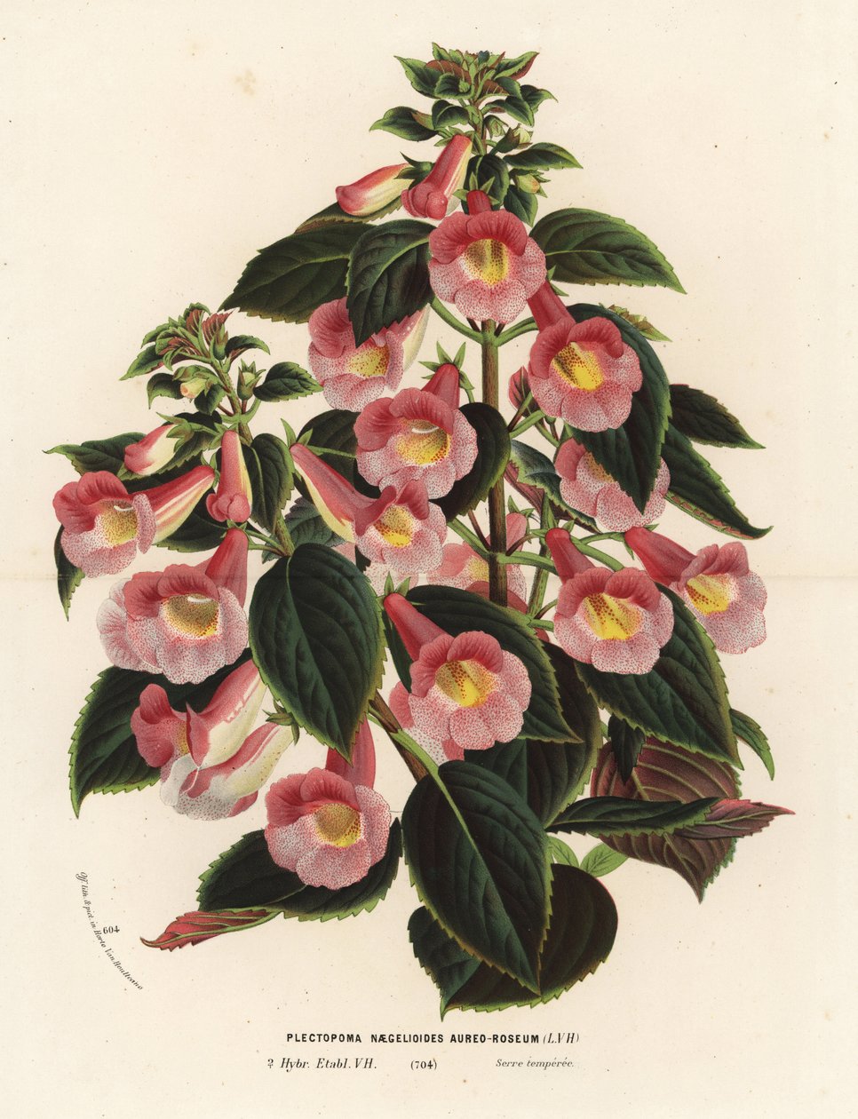 Achimenantha x naegelioides, cultivar rose et or. Plectopoma naegelioides aureo-roseum. Lithographie en couleur de Louis van Houtte et Charles Lemaire, Flore des Serres et des Jardins de l
