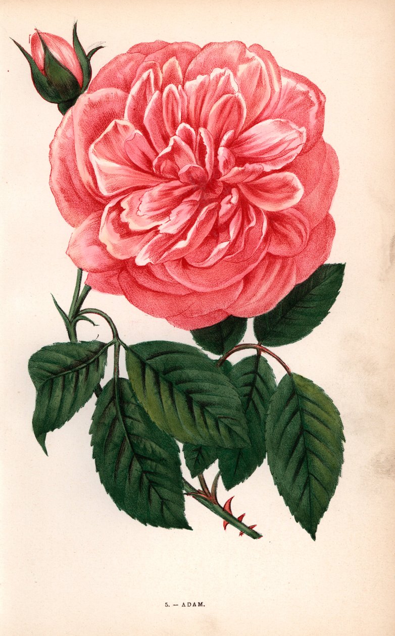 Rose Adam, variété de la rose thé élevée par Monsieur Adam de Reims en 1838. Chromolithographie dessinée et lithographiée d