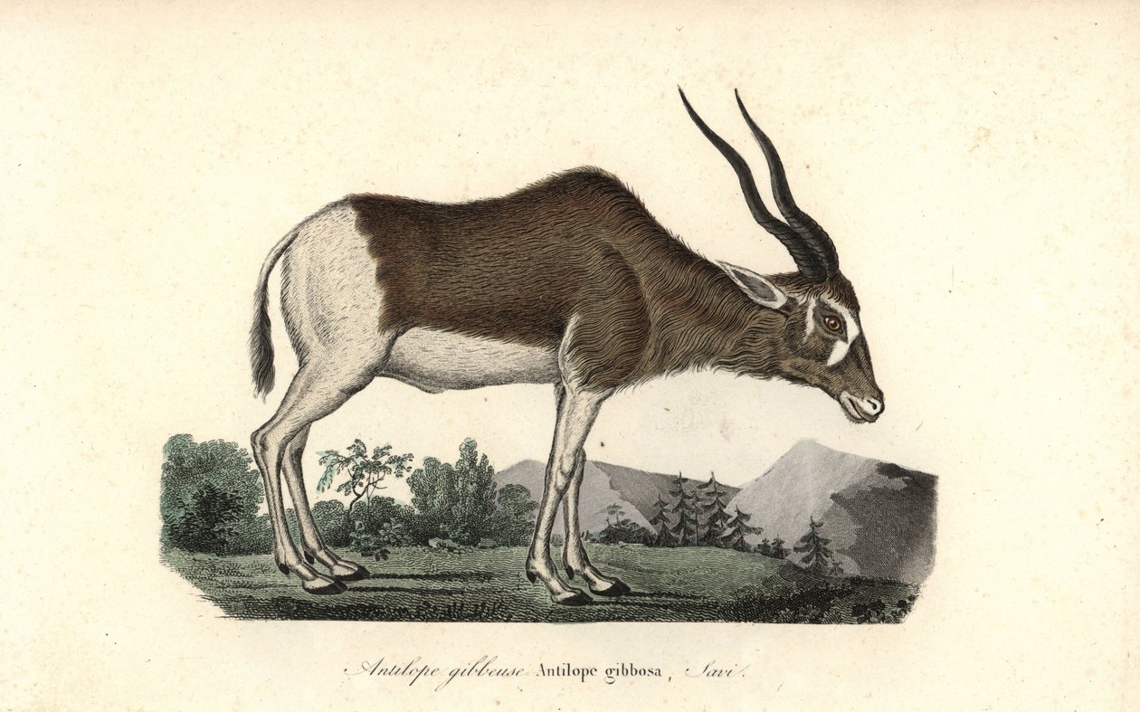Addax ou antilope à vis, Addax nasomaculatus. Gravure sur cuivre coloriée à la main du Complements de Buffon de René Primevère Lesson, Pourrat Frères, Paris - Unbekannter Künstler