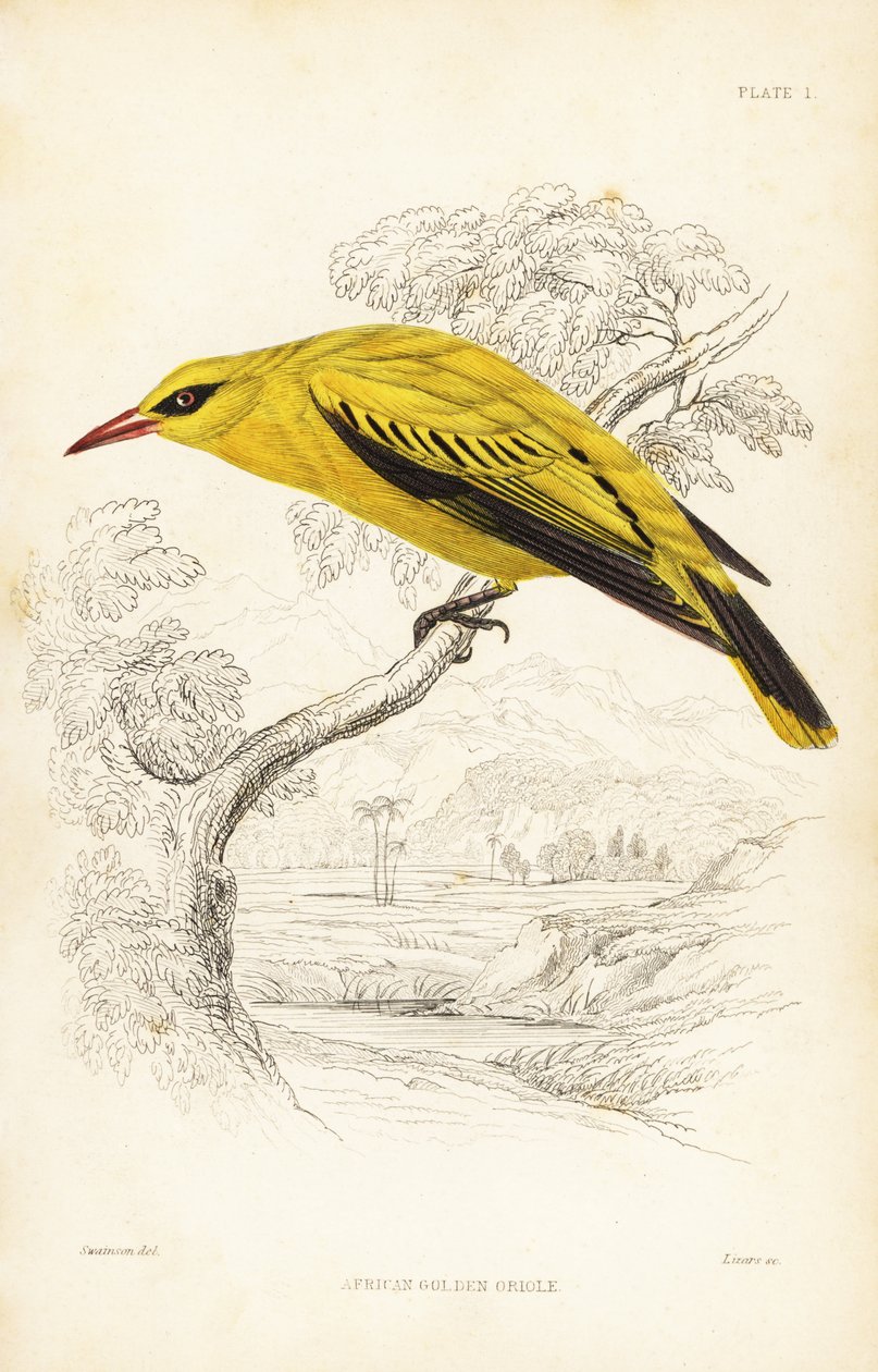 Loriot doré africain, Oriolus auratus - Unbekannter Künstler