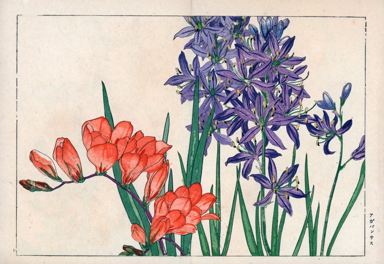 Agapanthe ou lys du Nil (bleu) et freesia. Lys africain, Agapanthus africanus, et freesia, Freesia refracta. Gravure sur bois coloriée à la main tirée de 