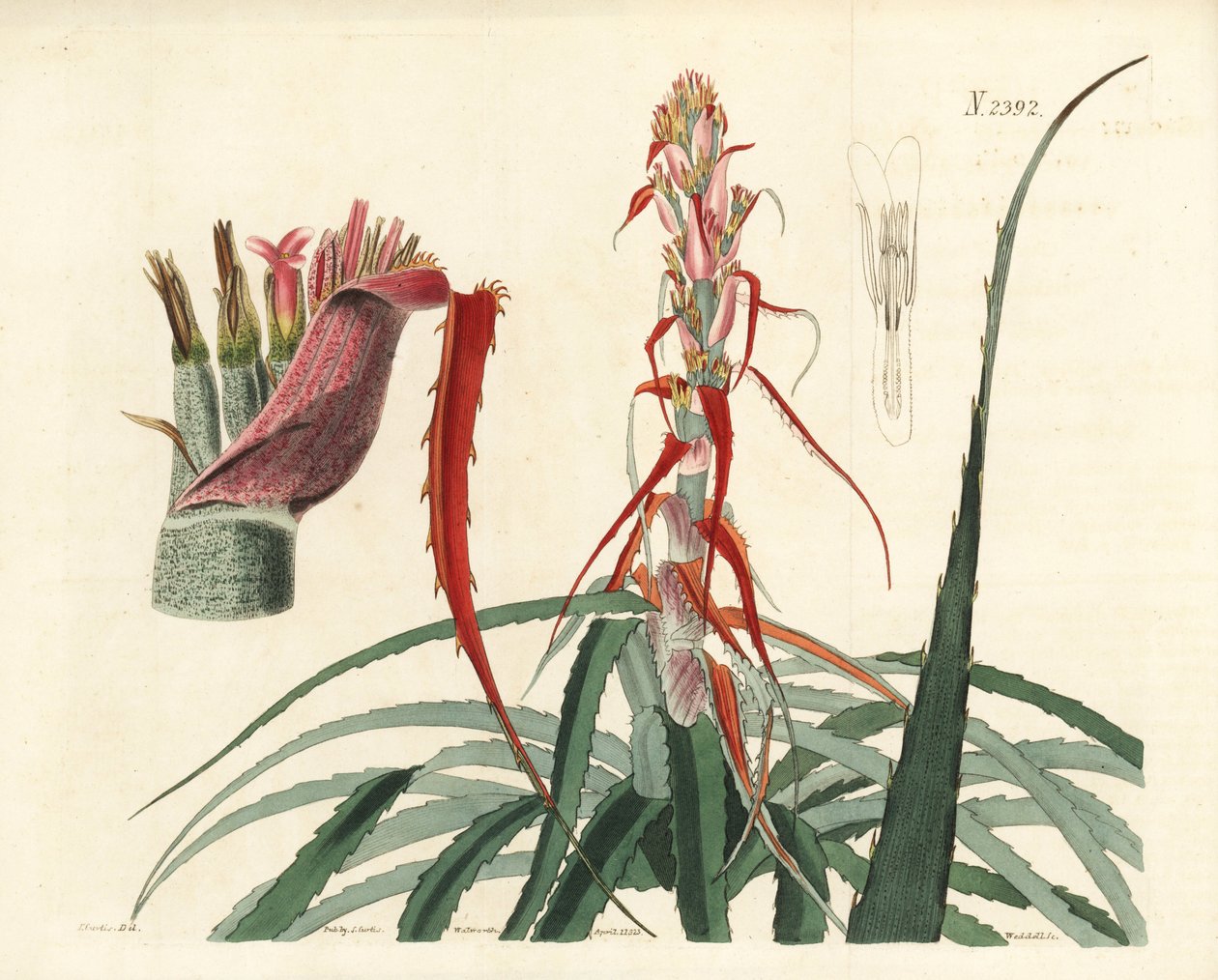 Aguava, Bromelia alsodes (Ananas à feuilles étroites, Bromelia sylvestris). Gravure sur cuivre coloriée à la main par Weddell d