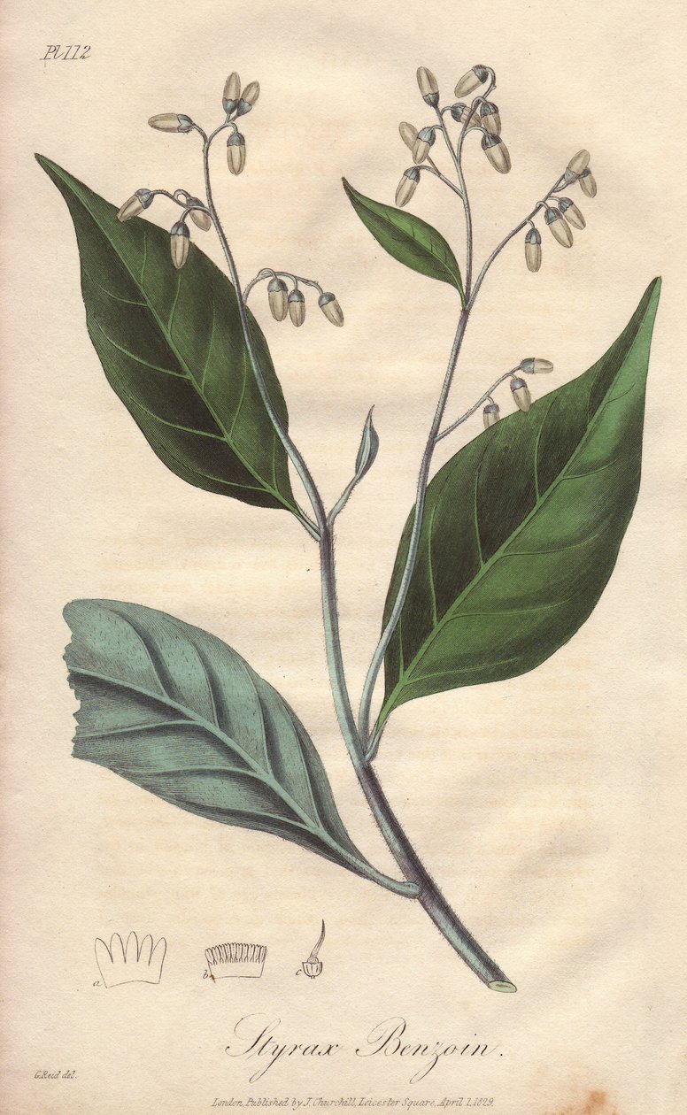 Aliboufier ou styrax (Styrax benzoin) - Illustration de “Botanique médicale, description des plantes médicinales de Londres, Édimbourg et Dublin” par John Stephenson et James Morss Churchill - Unbekannter Künstler