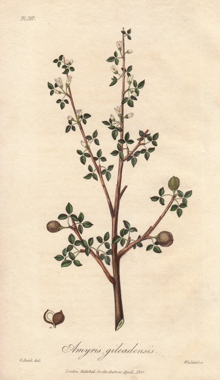 Amyris elemifera ou arbre à élémi (Commiphora gileadensis) - Illustration de “Botanique médicale, description des plantes médicinales de Londres, Édimbourg et Dublin” par John Stephenson et James Morss Churchill - Unbekannter Künstler