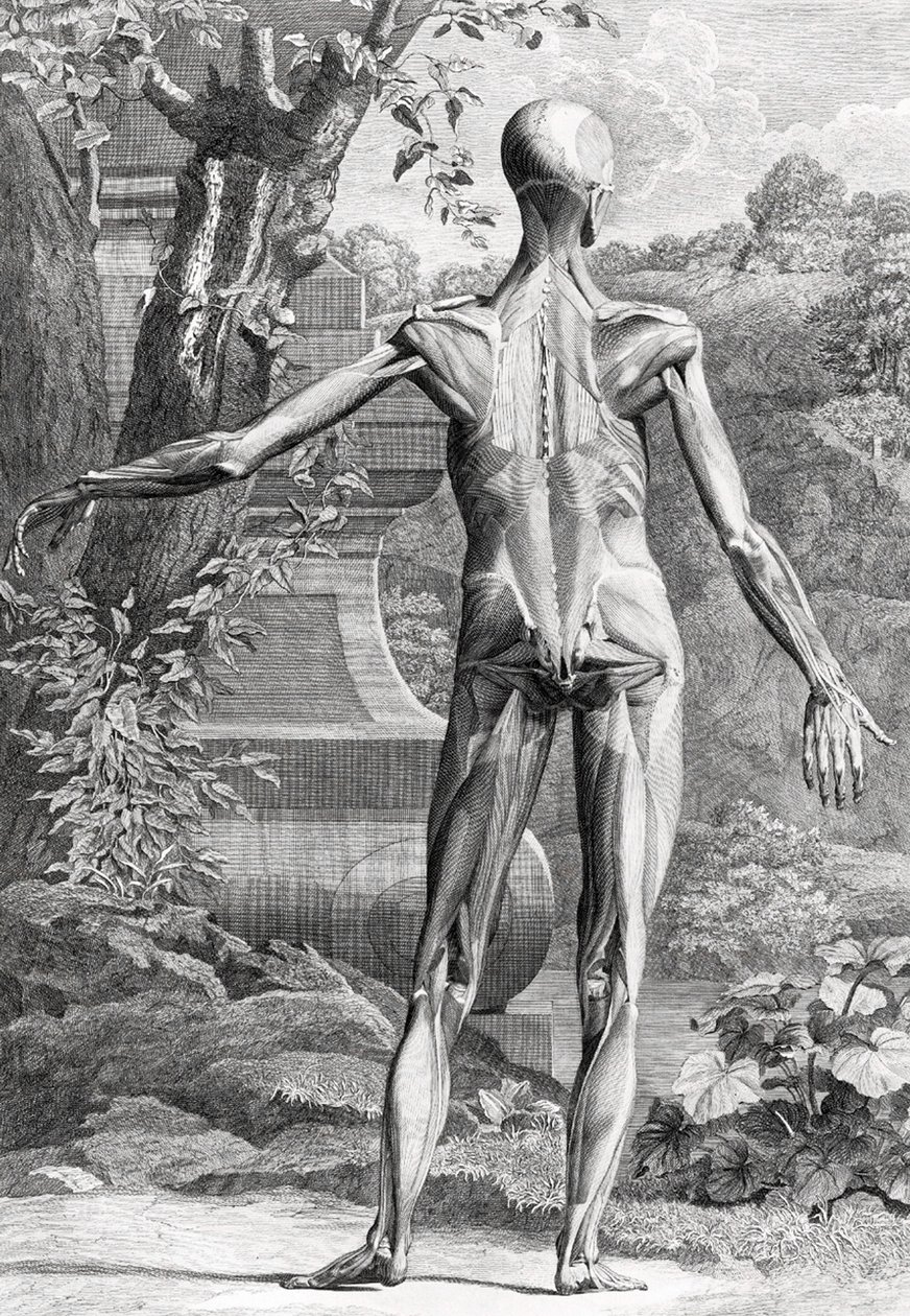 Illustration anatomique - Unbekannter Künstler