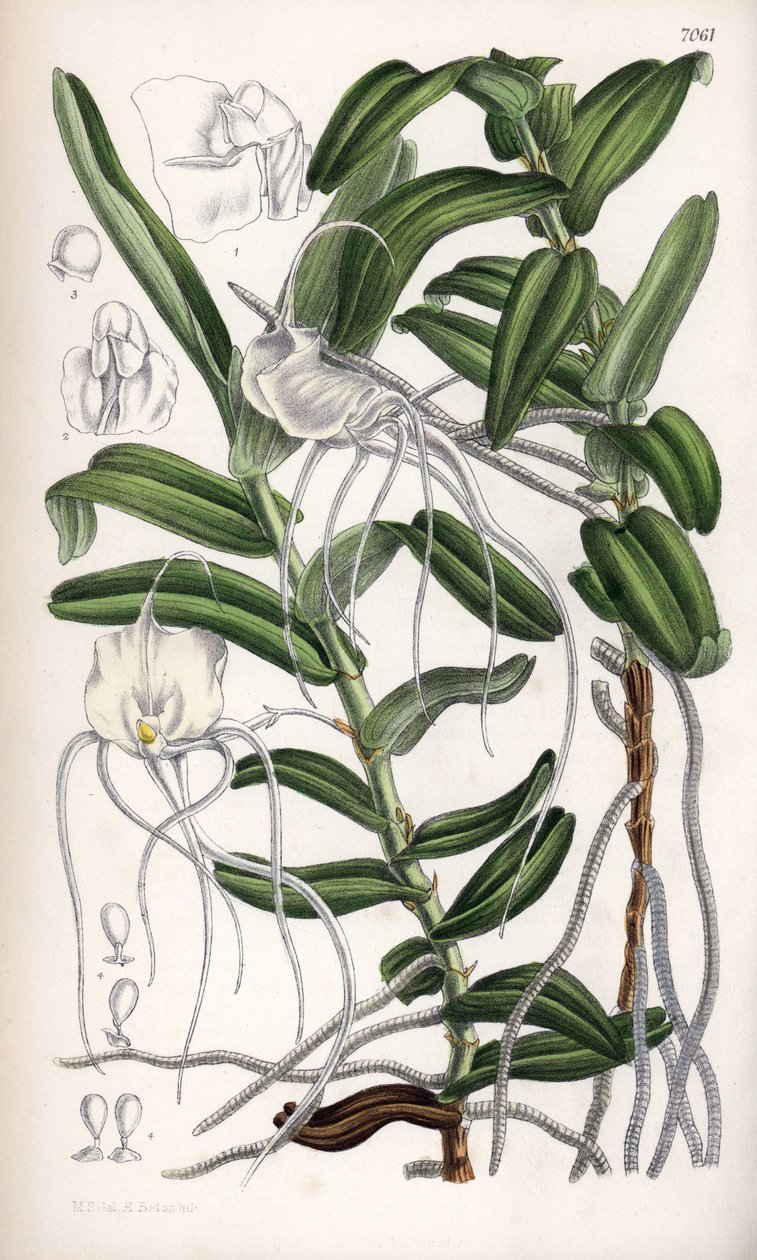 Angraecum germinyanum, orchidée blanche de Madagascar. Nommée d