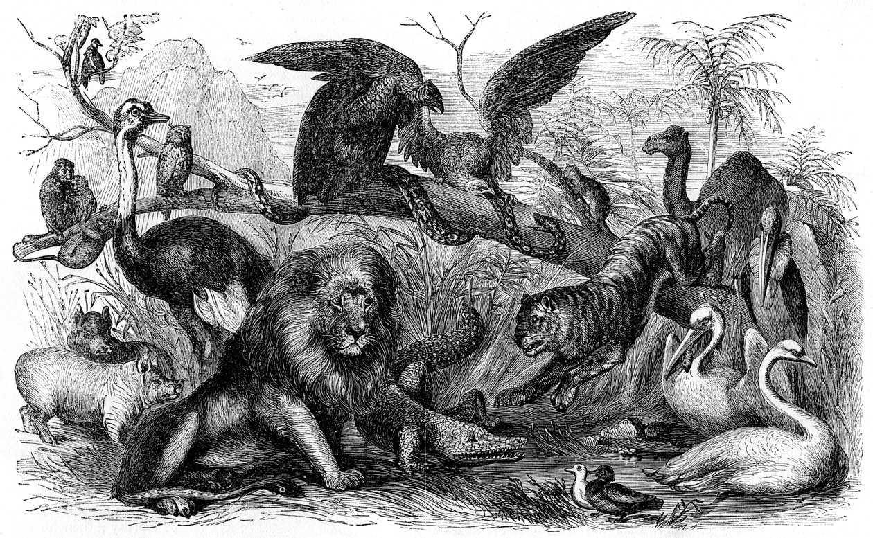 Animaux interdits à la consommation par les Israélites - Bible - Unbekannter Künstler