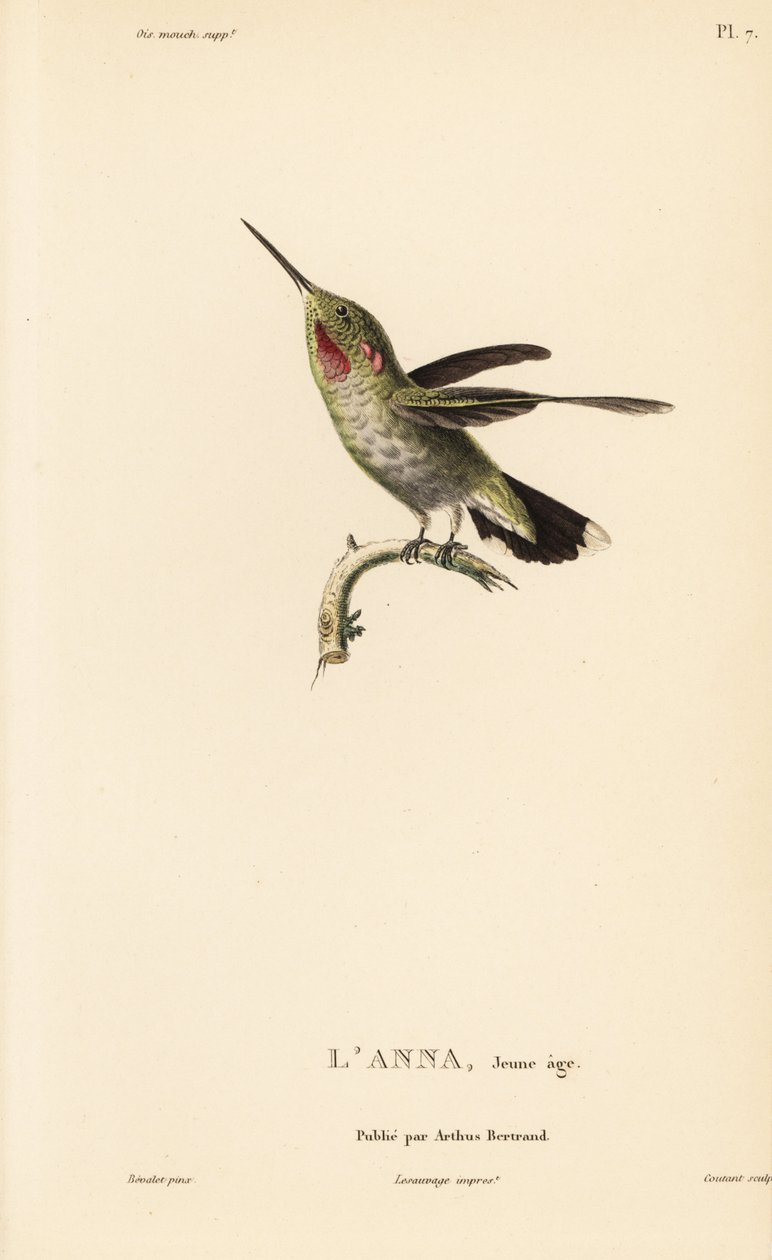 Colibri d