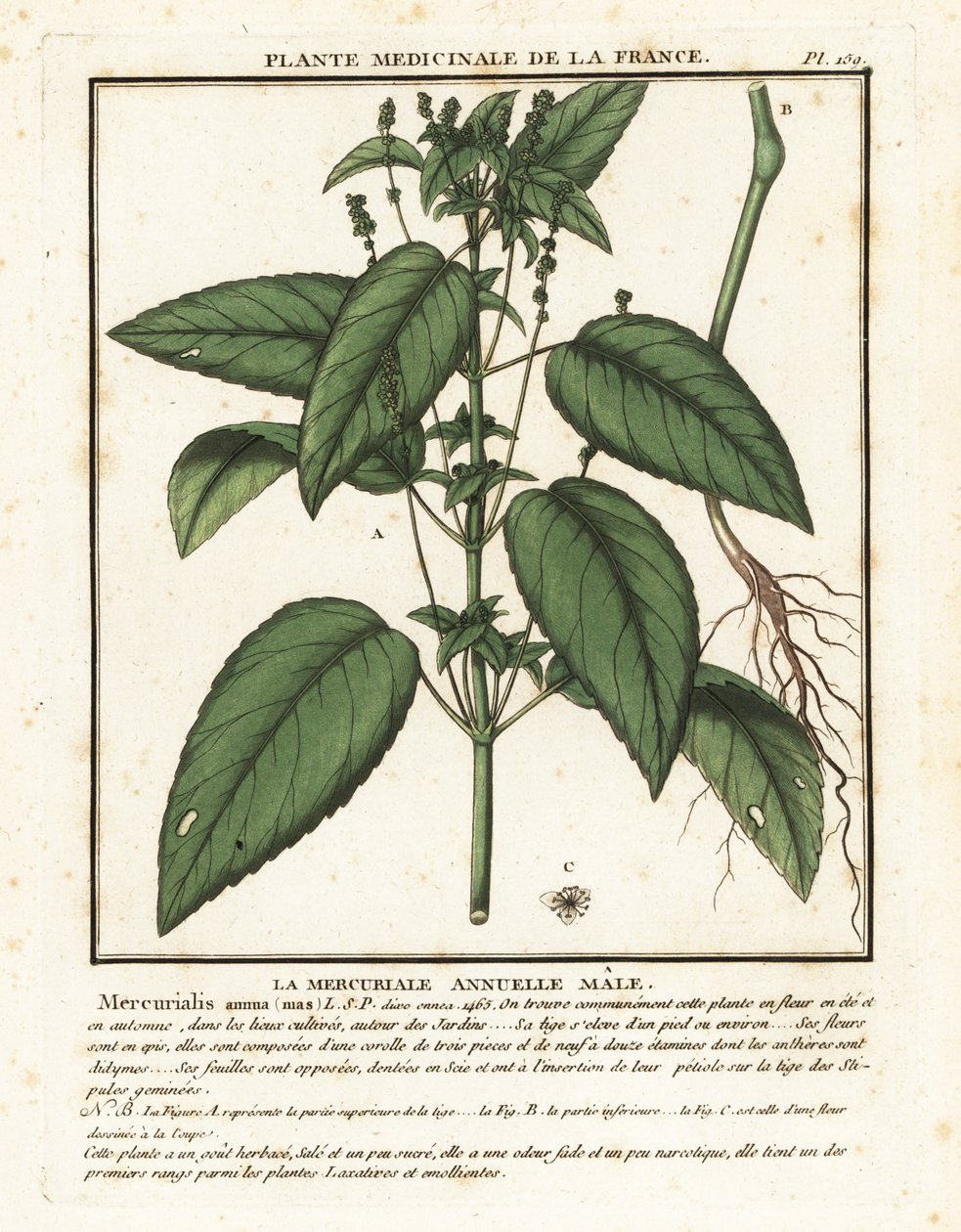 Mercuriale annuelle, Mercurialis annua - Unbekannter Künstler