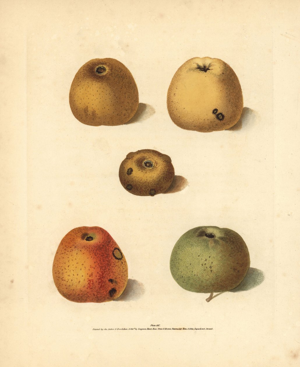 Variétés de pommes, Malus domestica: Franklin