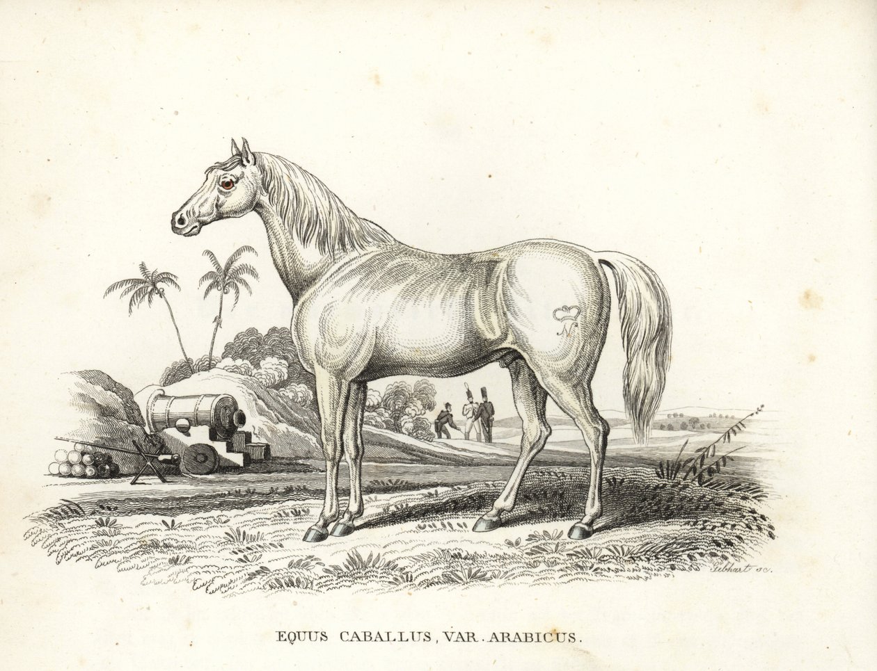 Arabisches oder Araberpferd, Equus caballus var. arabicus. Mit Napoleons Brandzeichen auf der Flanke und französischen Soldaten und Kanonen in einer nordafrikanischen Schlachtszene. Handkolorierte Lithographie aus Georg Friedrich Treitschke