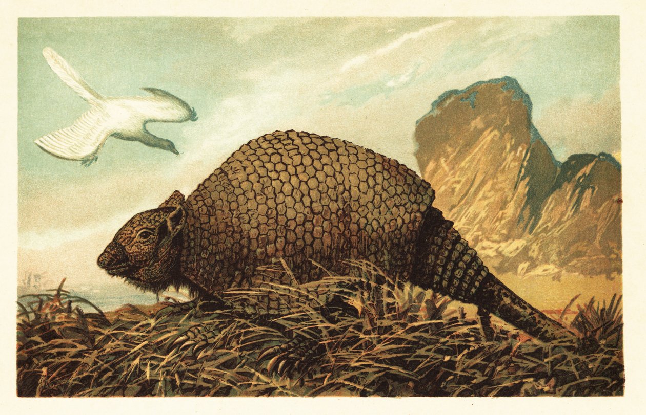 Archaeopteryx lithographica et Panochthus tuberculatus. 1908 - Unbekannter Künstler