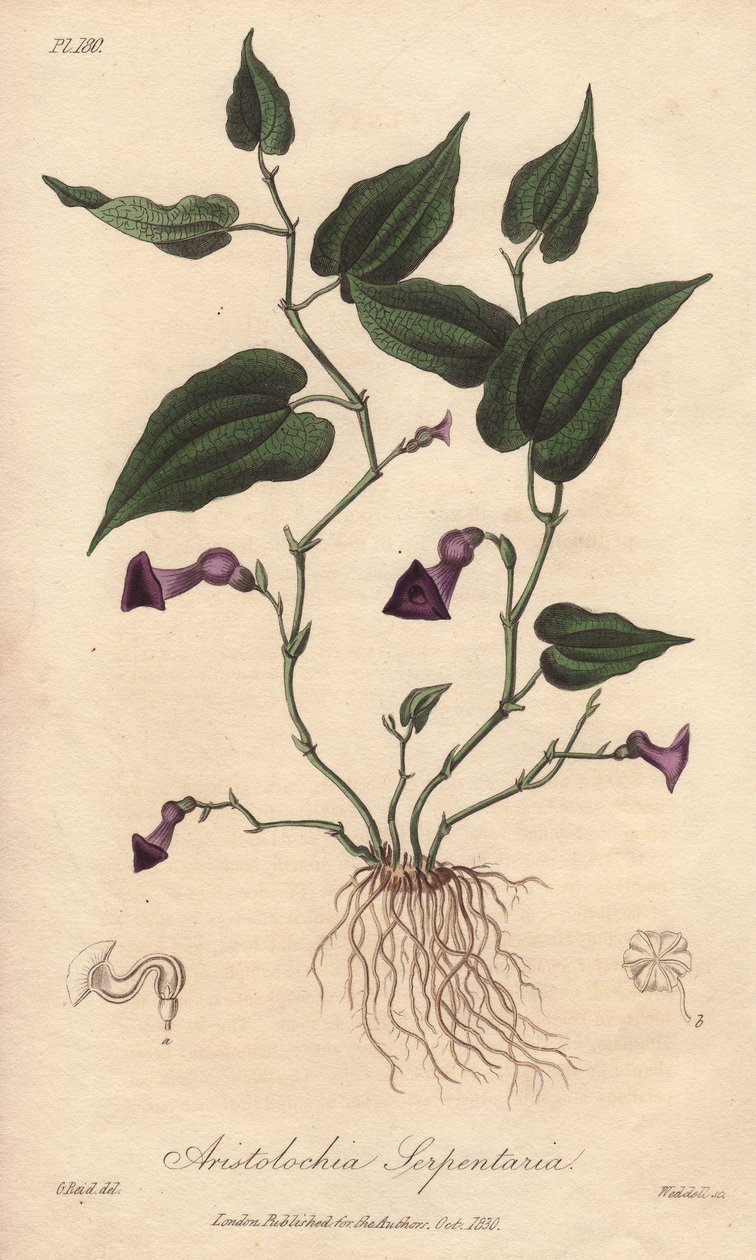 Aristoloche (Aristolochia serpentaria) - Illustration de “Botanique médicale, description des plantes médicinales de Londres, Édimbourg et Dublin” par John Stephenson et James Morss Churchill - Unbekannter Künstler