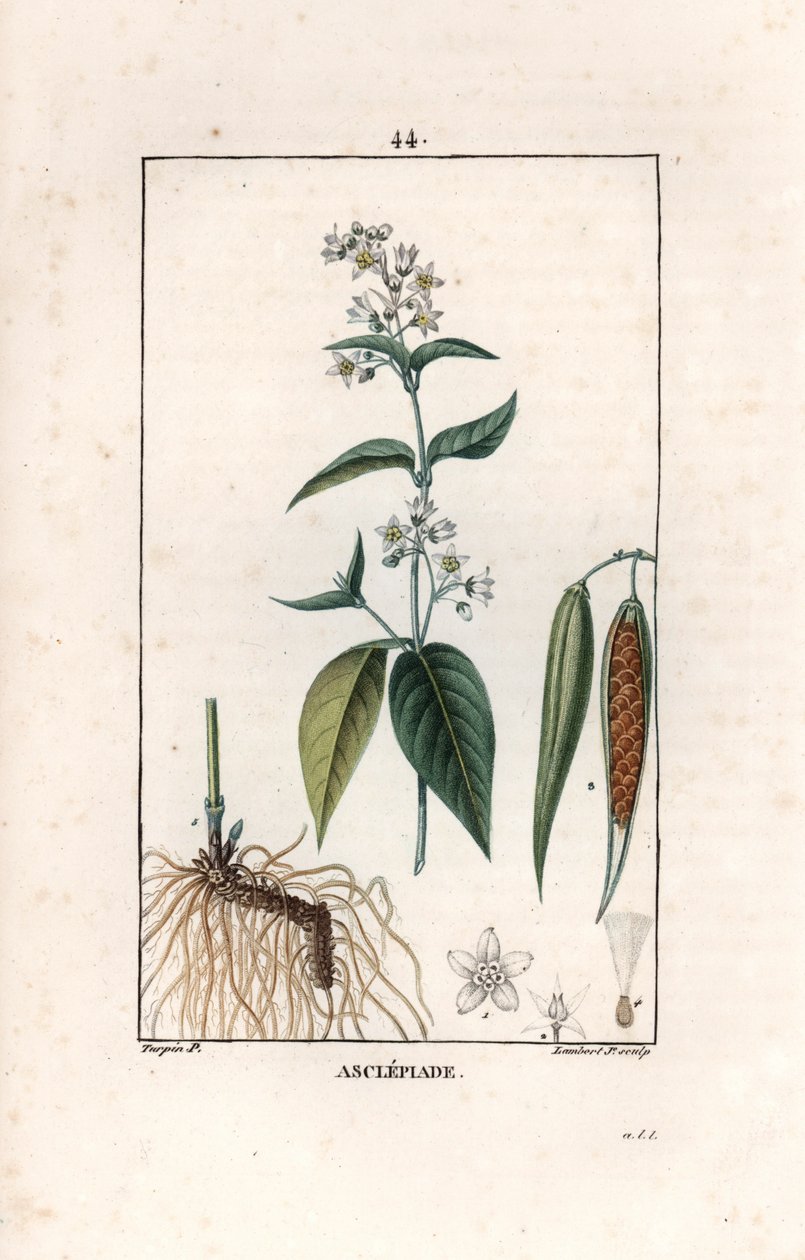 Asclépiade ou herbe à la ouate ou herbe aux perruches - Gravure par Lambert fils, d