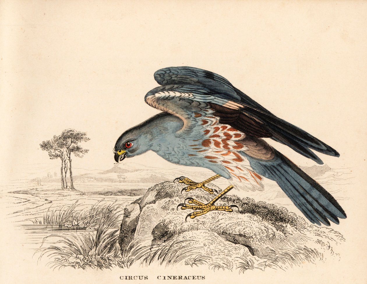 Busard cendré, Circus cineraceus. Gravure à l