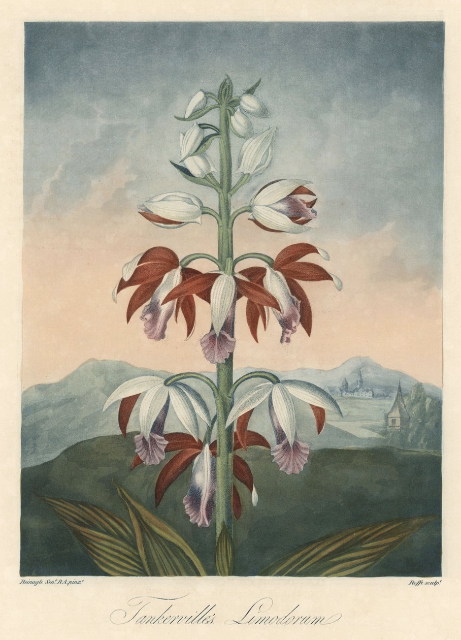 Variété d