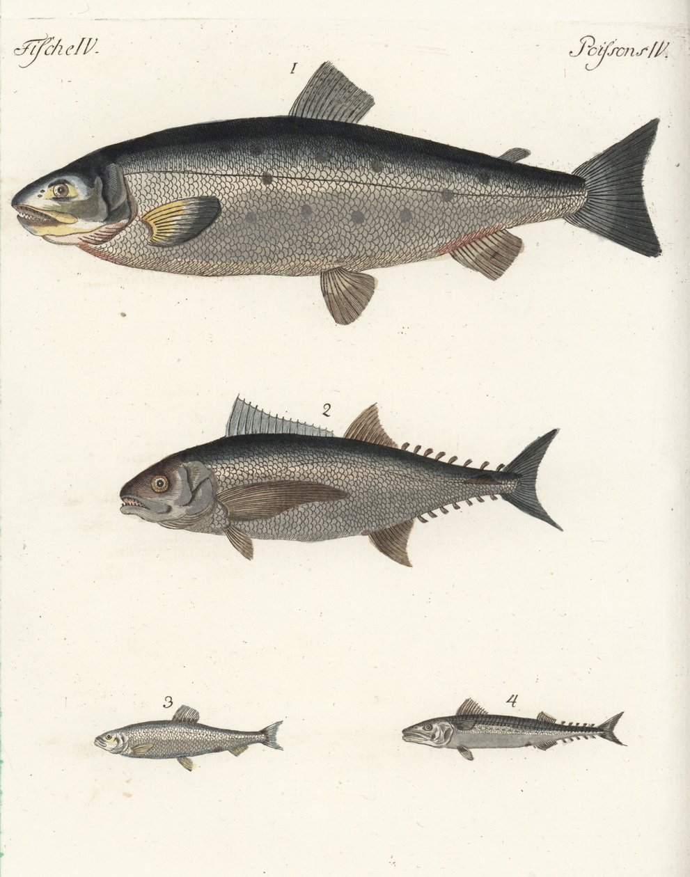 Saumon atlantique, Salmo salar 1, thon, Thunnus species 2, hareng atlantique, Clupea harengus 3, et maquereau atlantique, Scomber scombrus 4. Gravure sur cuivre coloriée à la main de Bilderbuch fur Kinder de Friedrich Johann Bertuch - Unbekannter Künstler