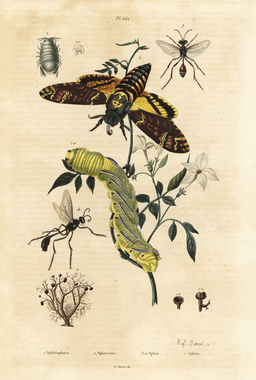 Lichen sphérique, Sphaerophorus globulus, crustacé Dynamene, guêpes fouisseuses, espèces Sphex, et sphinx tête de mort africain, Acherontia atropos, et chenille - Unbekannt
