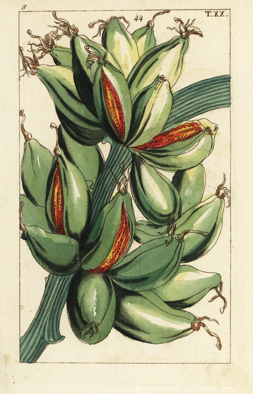 Banane poussant verticalement sur la branche, Musa sapientum - Unbekannter Künstler