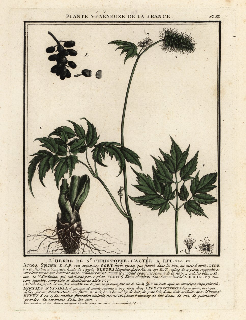 Actée en épi, Actaea spicata - Unbekannter Künstler
