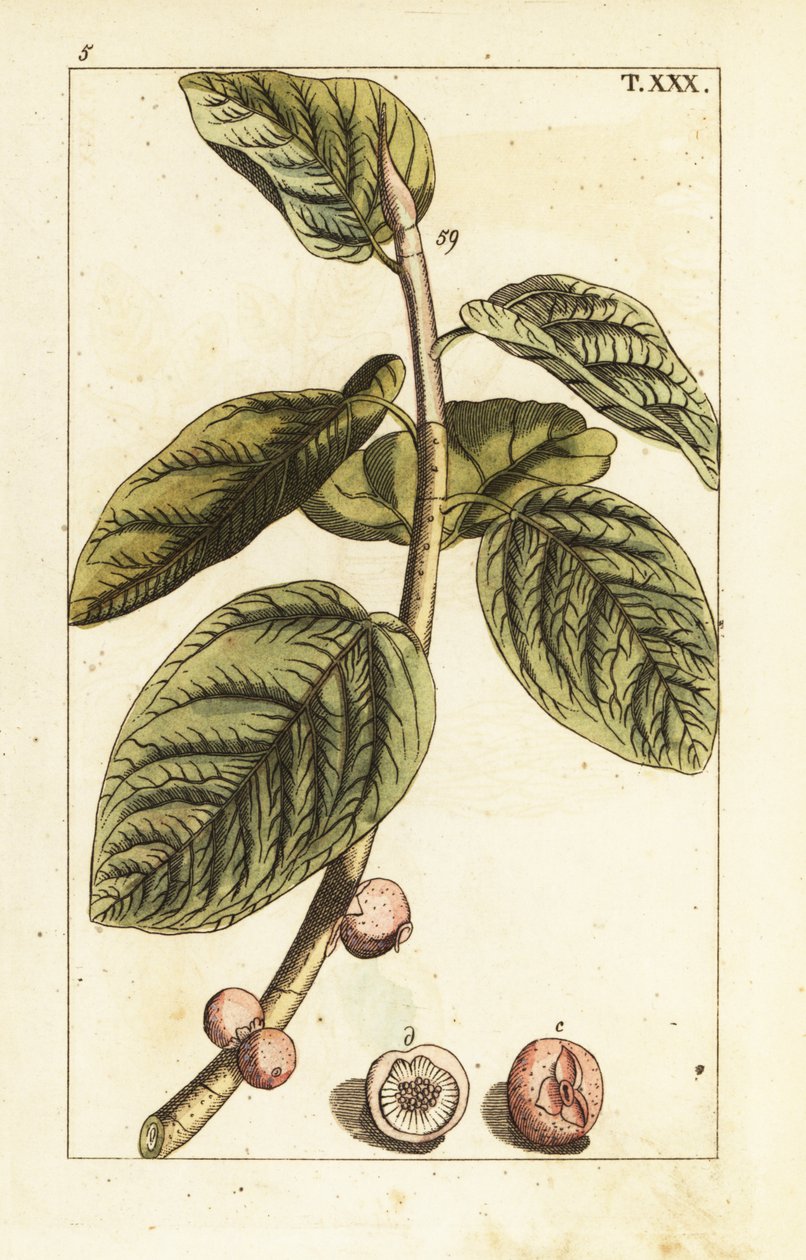 Branche de figuier banyan avec fruit, Ficus benghalensis - Unbekannter Künstler