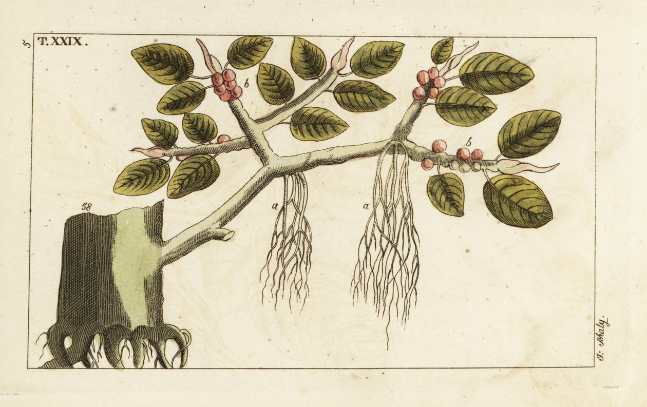 Figuier banyan avec racines aériennes, Ficus benghalensis - Unbekannter Künstler