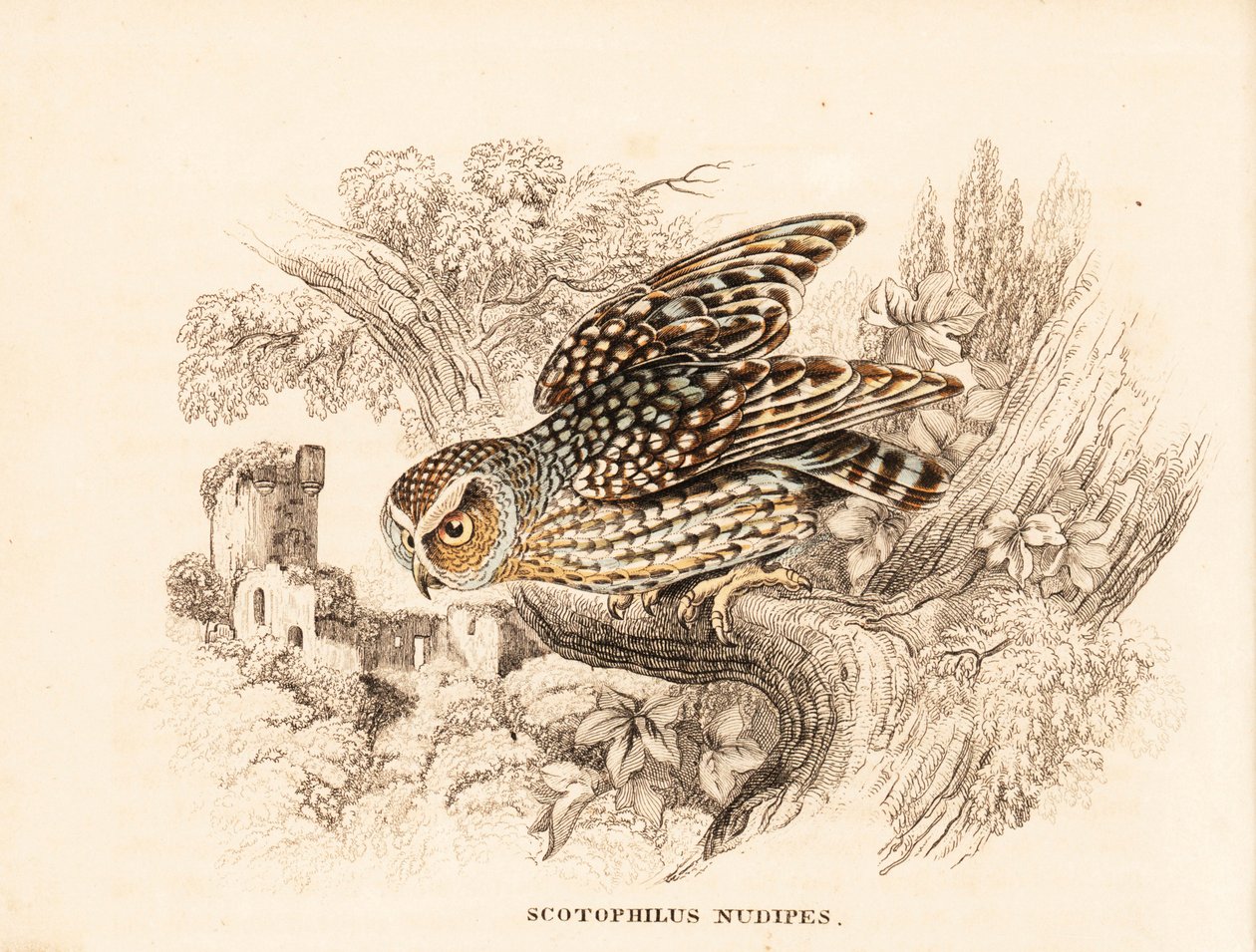 Chouette à pattes nues, Margarobyas lawrencii. Gravure à l