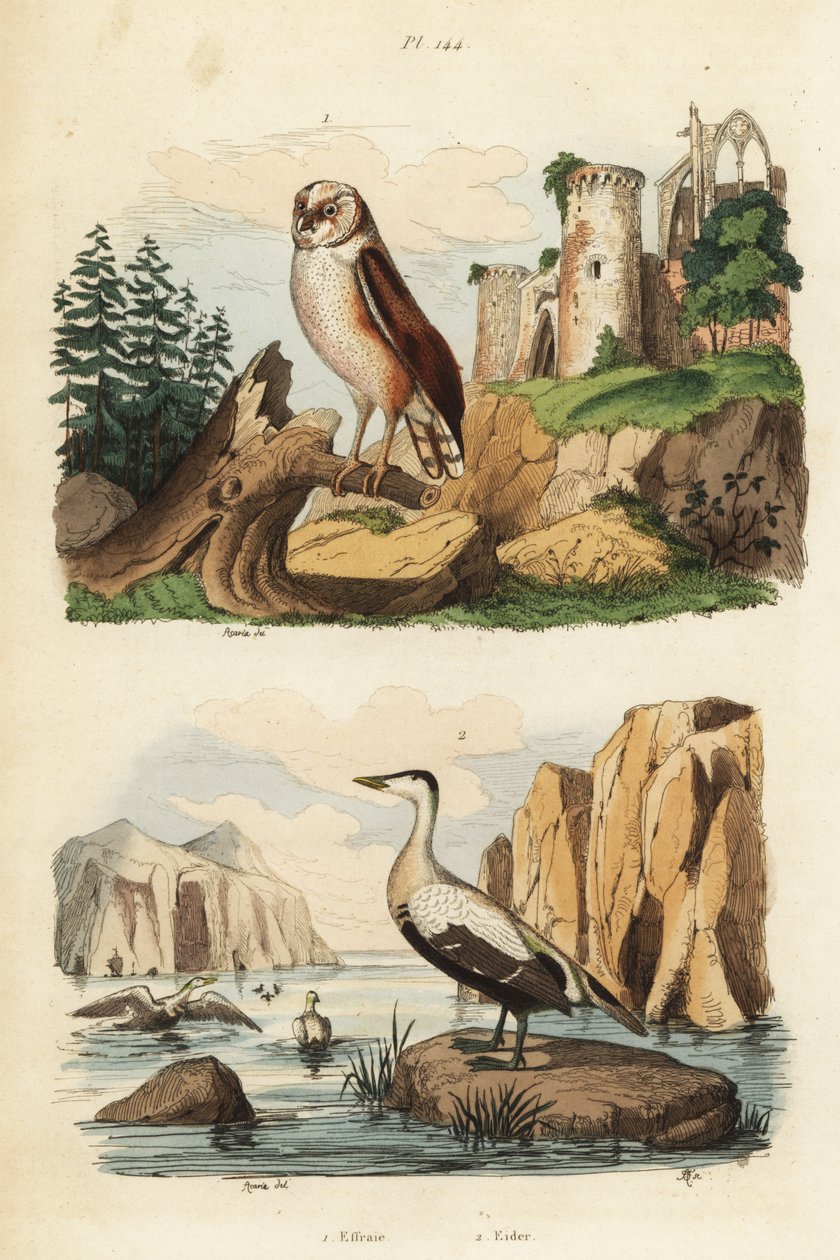 Chouette effraie, Tyto alba, et eider à duvet, Somateria mollissima - Unbekannt