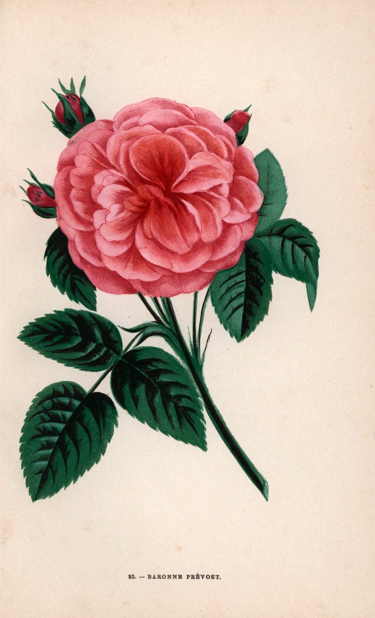 Rose Baronne Prévost, hybride élevée par Monsieur Desprez à Yebles près de Melun en 1843. Chromolithographie dessinée et lithographiée d
