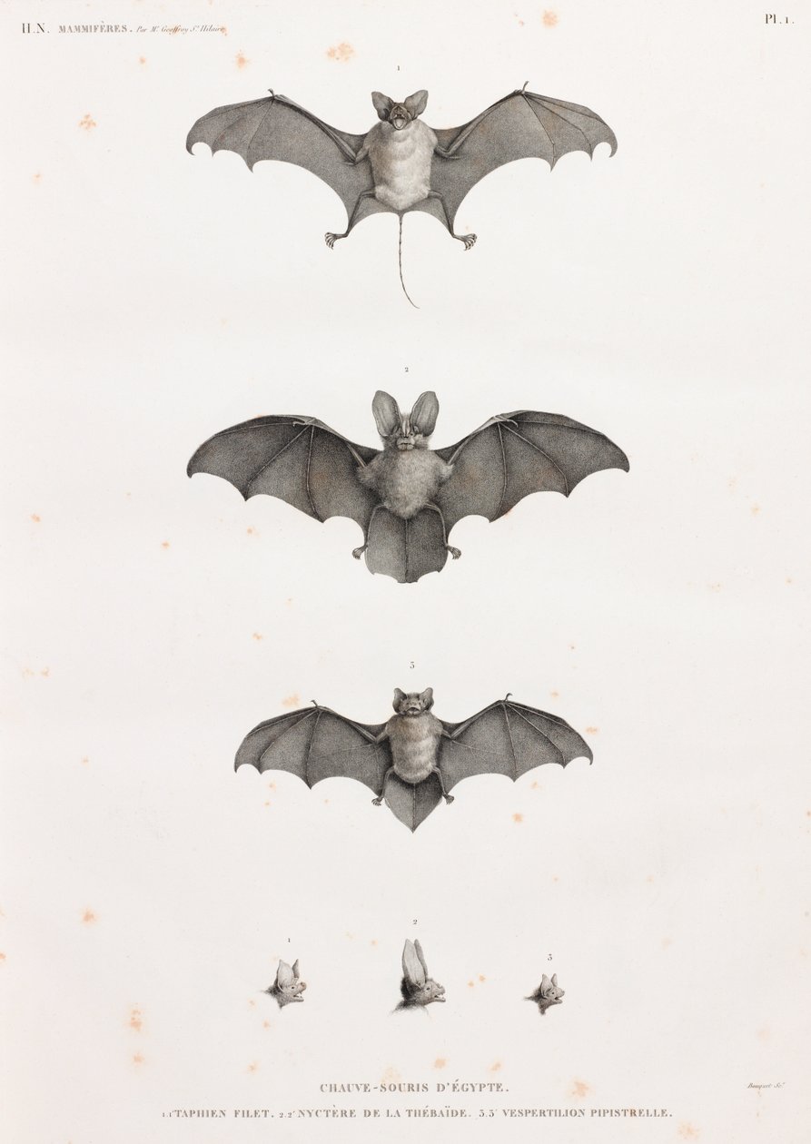 Chauves-souris en Égypte - Unbekannt