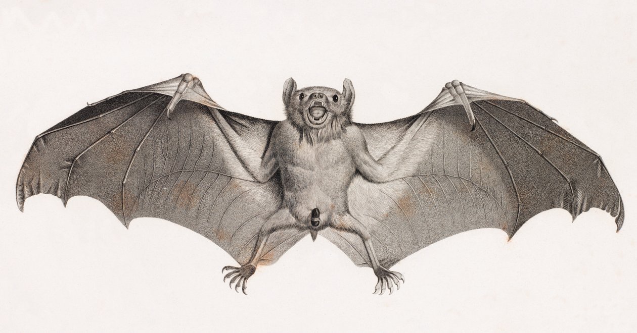 Chauves-souris en Égypte - Unbekannt
