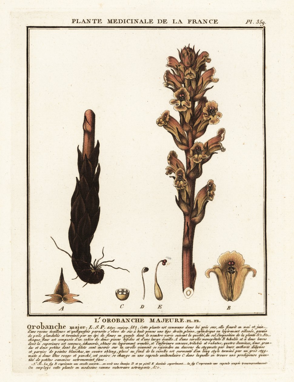 Orobanche caryophyllacea - Unbekannter Künstler