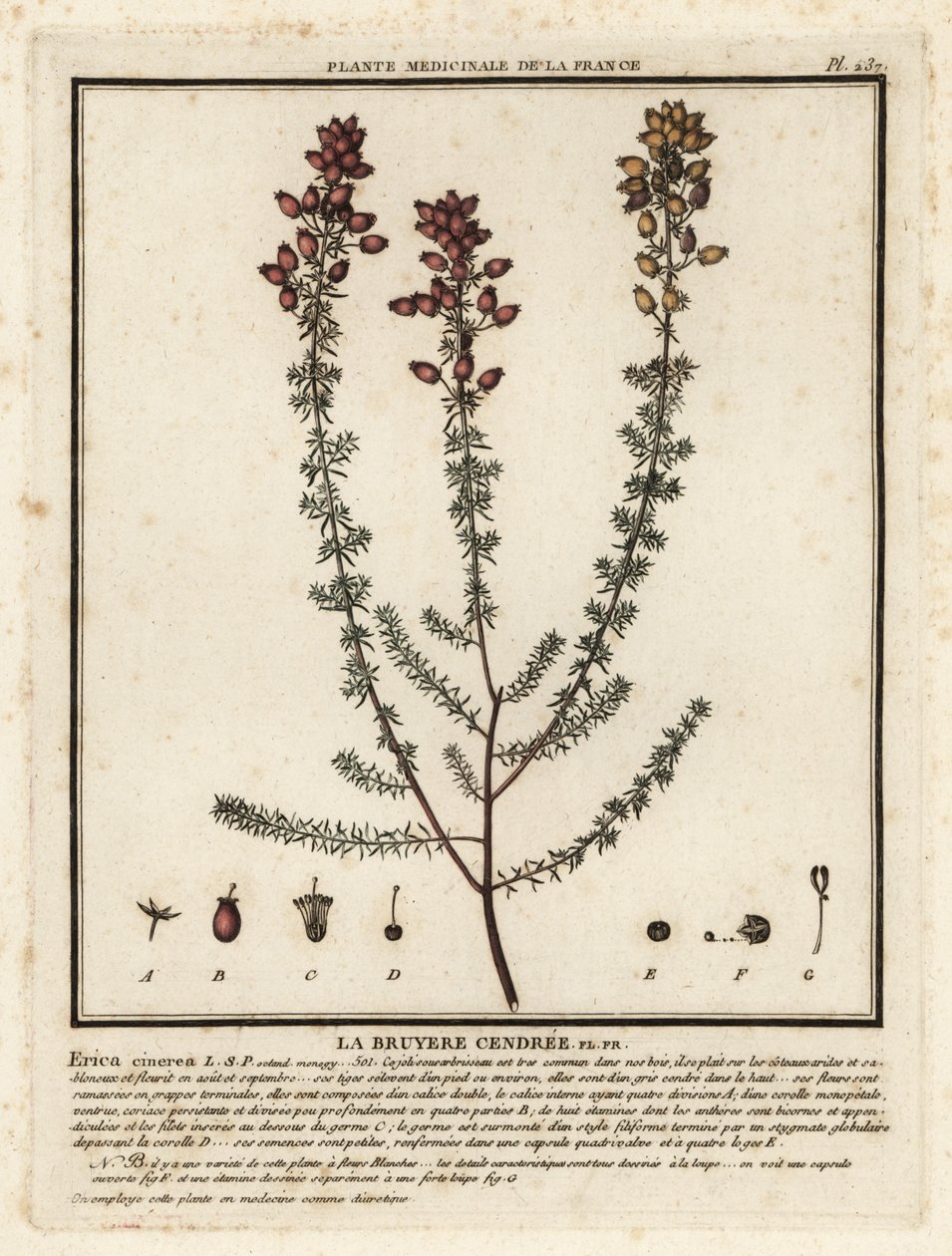 Bruyère cendrée, Erica cinerea - Unbekannter Künstler